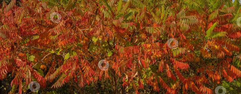 Скачать Осенняя окраска Rhus typhina (сумах рогатый, Anacardiaceae). Размытый фон. Выборочный фокус. Крупный план. Красные, оранжевые, желтые и зеленые листья сумаха. Фон с естественным текстурным рисунком фотосток Ozero