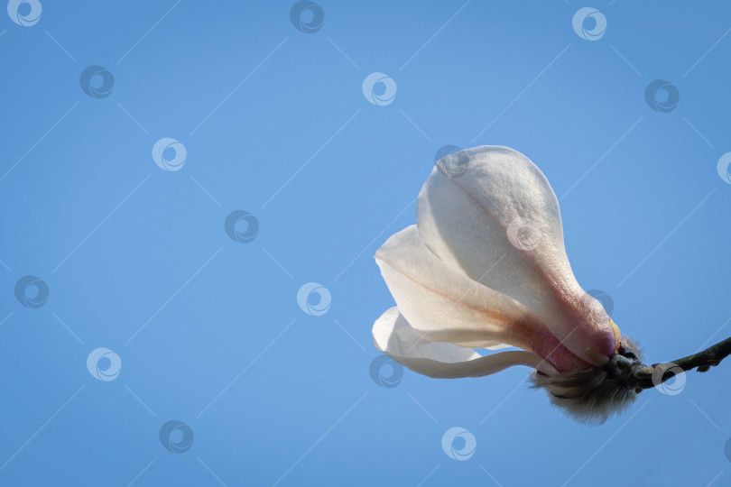 Скачать Цветущая магнолия. Нежные лепестки цветка магнолии на фоне голубого неба. Выборочный фокус. Большой красивый белый цветок на дереве магнолии. Цветущий ландшафтный сад. фотосток Ozero