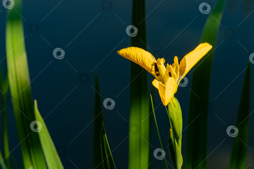 Скачать Iris pseudacorus (желтый флаг, желтый ирис) на берегу ландшафтного пруда. Цветок желтого ириса pseudacorus на размытом темно-зеленом фоне. Выборочный фокус. Крупный план. Есть место для текста. фотосток Ozero