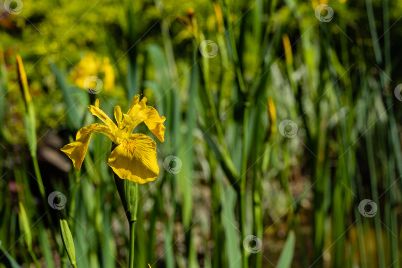 Скачать Iris pseudacorus (желтый флаг, желтый ирис) на берегу ландшафтного пруда. Цветок желтого ириса pseudacorus на размытом темно-зеленом фоне. Выборочный фокус. Крупный план. Есть место для текста. фотосток Ozero