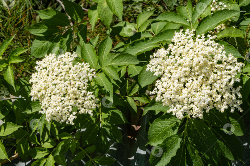 Скачать Черная бузина (Sambucus nigra). Крупные соцветия белых цветов на ветвях черной бузины. Избирательный подход. Концепция природы для дизайна. фотосток Ozero