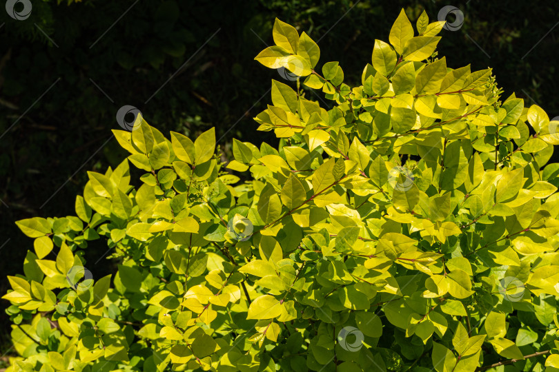 Скачать Кустарник Ligustrum Vicaryi. Желтая вечнозеленая листва на ветвях кустарника Ligustrum Vicaryi. Размытый фон темно-зеленого плюща. Ландшафтный декоративный сад. Выборочный фокус. Концепция природы для дизайна. фотосток Ozero