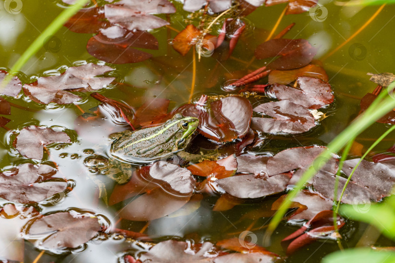 Скачать Племенная лягушка Ран Ридибундус (Pelophylax ridibundus) сидит на листьях кувшинок в садовом пруду. Крупный план. Красивый пруд в ландшафтном саду. фотосток Ozero