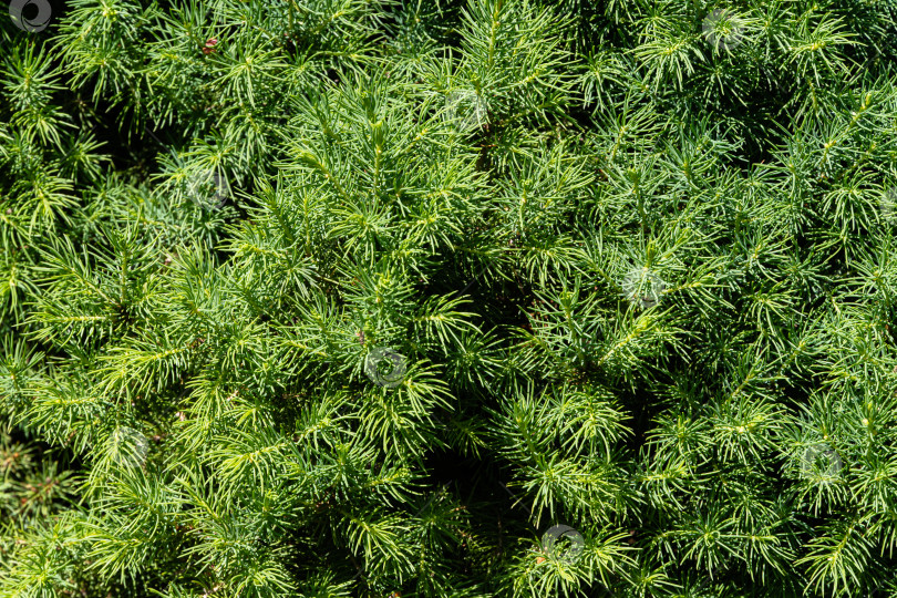 Скачать Дерево канадская ель Picea glauca Conica. Ярко-зеленые короткие иголки на ветвях канадской ели Picea glauca Conica. Крупный план. Вечнозеленый ландшафтный сад. Природная текстура для дизайна. фотосток Ozero