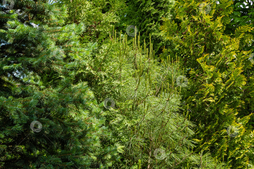 Скачать Сосна Pinus densiflora Umbraculifera. Молодые длинные побеги сосны Pinus densiflora Umbraculifera на фоне вечнозеленых растений. Вечнозеленый ландшафтный сад. Природная концепция дизайна. Избирательный подход. фотосток Ozero