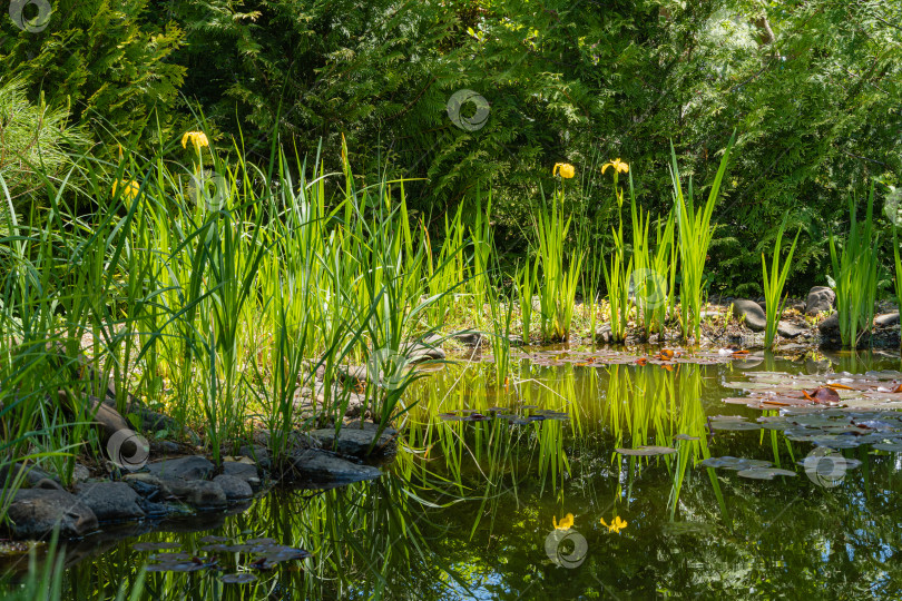 Скачать Красивый садовый пруд. Вдоль каменных берегов цветут болотные ирисы. Вечнозеленые растения отражаются в воде. Избирательный подход. Весенний вечнозеленый ландшафтный сад. Концепция природы для дизайна. фотосток Ozero