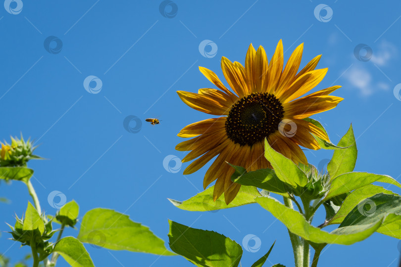 Скачать Декоративный подсолнух (Helianthus annuus). Огромные золотистые лепестки декоративного подсолнуха (Helianthus annuus) на фоне голубого неба. Пчела летит к цветку. Крупный план. Природа для дизайна. Есть место для текста. фотосток Ozero