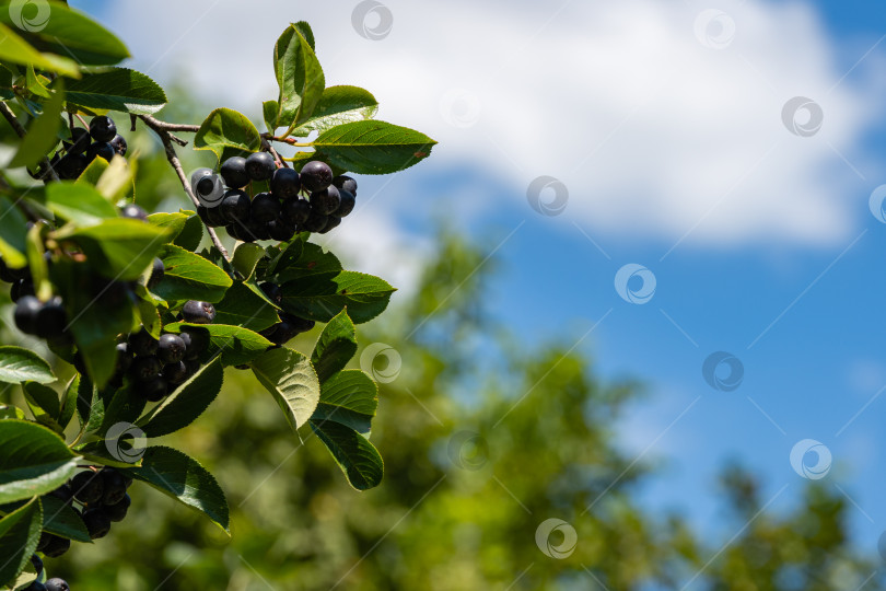 Скачать Высокий куст черноплодной рябины (Aronia melanocarpa). Ветка черноплодной рябины с темно-фиолетово-черными плодами на размытом фоне зелени и голубого летнего неба. Крупный план. Выборочный фокус. фотосток Ozero