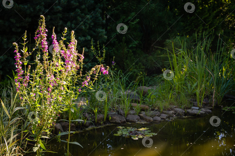 Скачать Куст Lythrum salicaria или пурпурно-красного вереска на размытом фоне садового пруда. Селективный фокус. Фиолетовые цветы Lythrum salicaria украшают берег пруда. Ландшафтный сад. фотосток Ozero