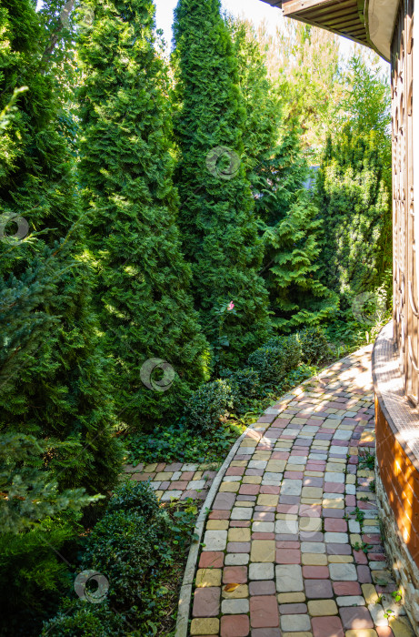 Скачать Живая изгородь из высокой западной туи (Thuja occidentalis Aurea) возле загородного дома. На переднем плане огромный чешуйчатый куст можжевельника Мейери. Крупный план. Вечнозеленый фотосток Ozero