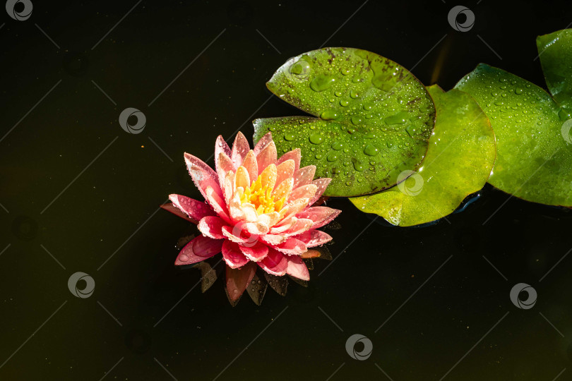 Скачать Волшебная большая ярко-розовая водяная лилия или цветок лотоса, оранжевый закат в пруду на размытом фоне. Крупный план. Нимфея, отражающаяся в воде. Цветочный пейзаж для обоев природы. Выборочный фокус. фотосток Ozero