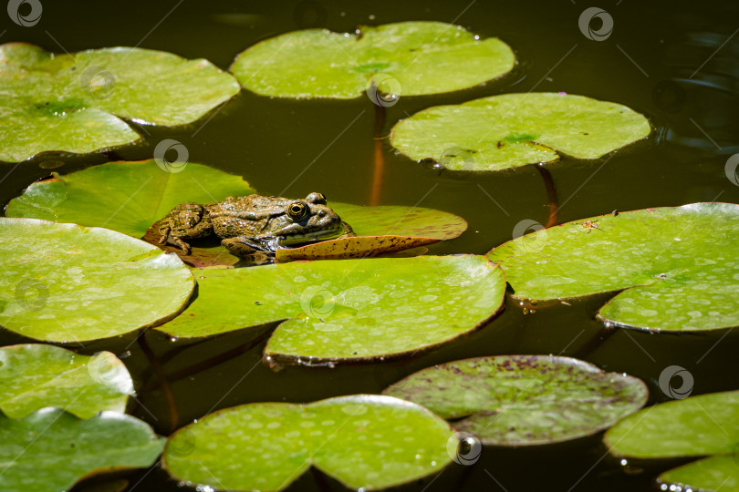 Скачать Лягушка Рана ридибунда сидит на листе водяной лилии или лотоса. Крупный план. Сказочно красивый пруд в ландшафтном саду. Естественная среда обитания и природная концепция дизайна. Место для вашего текста. фотосток Ozero