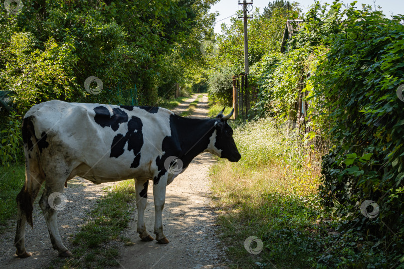 Скачать Пятнистая корова прогуливается по улицам дачного поселка. Крупный план. Потерявшаяся корова ищет выход на пастбище. Крупный рогатый скот прогуливается по проселочной дороге, как на пастбище. Сельская жизнь. фотосток Ozero