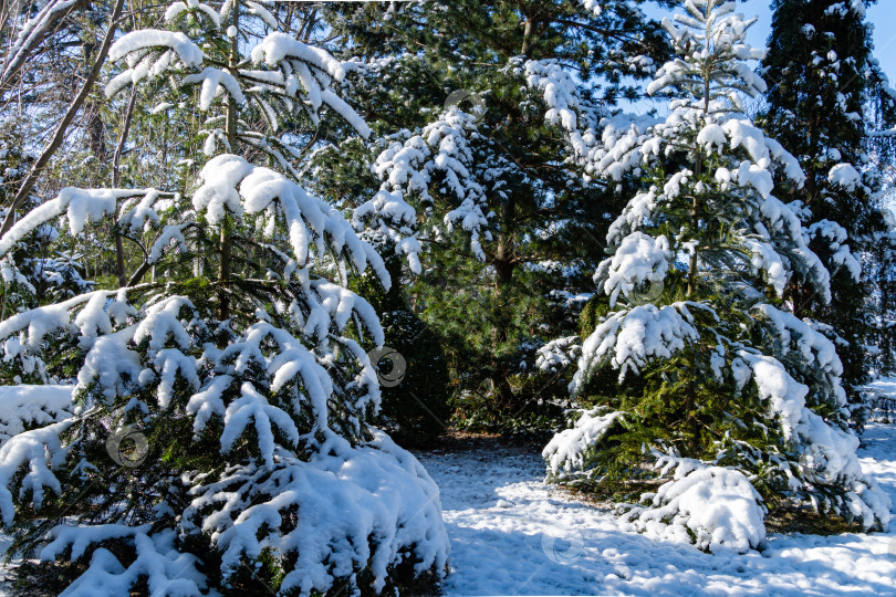 Скачать Зимняя сказка в вечнозеленом ландшафтном саду. Ветви вечнозеленых деревьев и кустарников опущены под толстый слой пушистого снега. Атмосфера счастья. Концепция природы к Новому году и Рождеству. фотосток Ozero