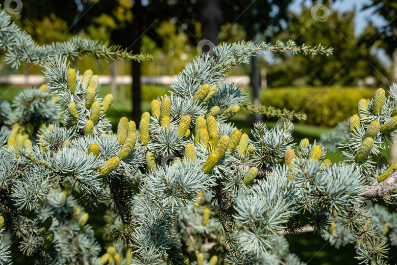 Скачать Cedrus Atlantica Glauca - дерево, также известное как Голубой атласский кедр или Cedrus libani atlantica. Шишки на ветвях с игольчатыми листьями. Размытый фон. Городской парк "Краснодар" или парк Галицкого. фотосток Ozero