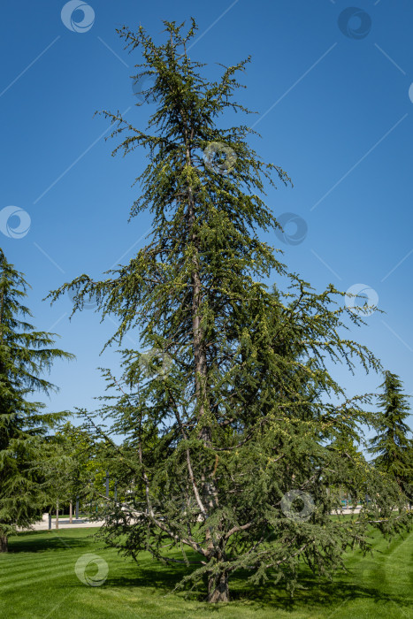 Скачать Высокий красивый ливанский кедр (Cedrus libani) на зеленой лужайке. Городской парк "Краснодар" или парк Галицкого. Место отдыха жителей города в любое время года. Солнечный день. Осень 2020 фотосток Ozero