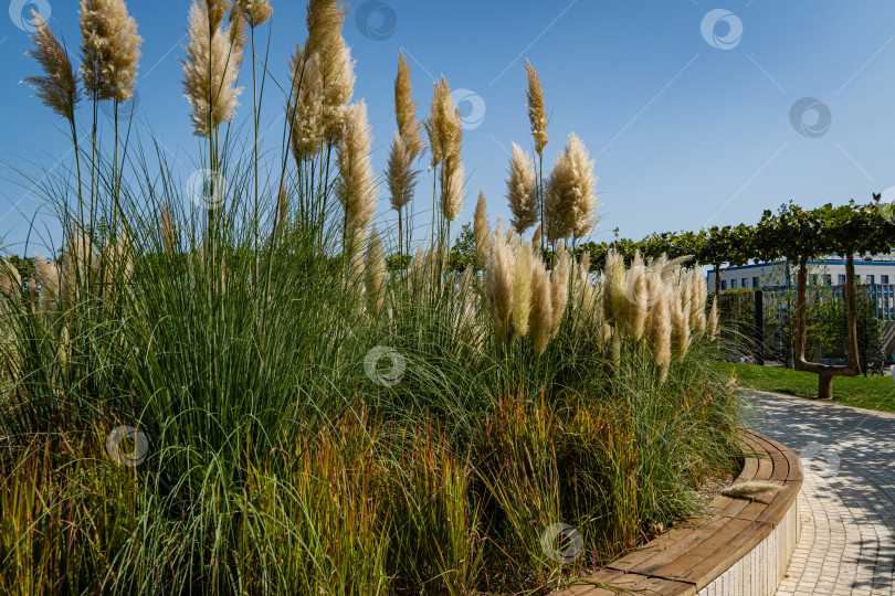 Скачать Городской парк Краснодара или парк Галицкого. Cortaderia selloana pampas и Imperata cylindrica Red Baron. Композиция из трав на фоне голубого неба. Общественный ландшафт "Галицкий парк" для отдыха и прогулок. фотосток Ozero