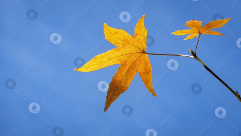 Скачать Красно-оранжевый лист дерева Ликидамбар стирацифлуа, обычно называемого американским сладким камнем, на фоне голубого осеннего неба. Крупный план. Листья ликидамбара в качестве естественного фона. Концепция природы для дизайна фотосток Ozero