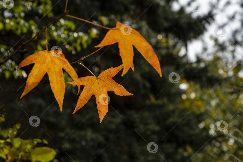 Скачать Красно-оранжевый лист дерева Ликидамбар стирацифлуа, обычно называемого американской сладкой косточкой, на размытом фоне вечнозеленых растений. Выборочный фокус. Листья ликидамбера в качестве естественного фона. фотосток Ozero