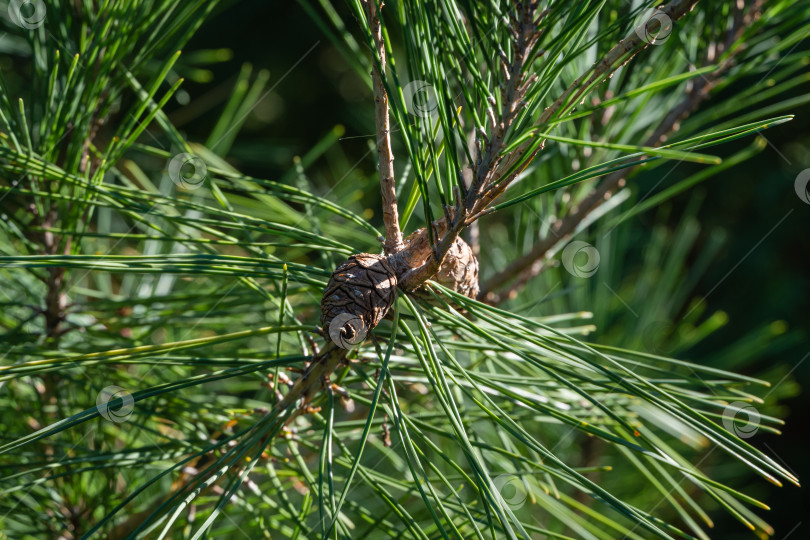 Скачать Сосна Pinus densiflora Umbraculifera. Миниатюрные прошлогодние коричневые женские шишки на размытом фоне длинных зеленых сосновых иголок. Крупный план.  Вечнозеленый осенний сад. Выборочный фокус. Концепция природы. фотосток Ozero