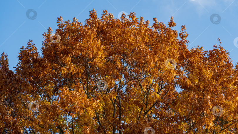 Скачать Красные и золотые резные листья красного дуба Quercus rubra на фоне голубого осеннего неба. Крупный план. Листья дуба светятся на солнце. Тема волшебной природы для дизайна. фотосток Ozero