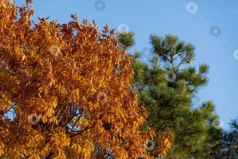 Скачать Красные и золотые резные листья красного дуба Quercus rubra на фоне голубого осеннего неба. Крупный план. Листья дуба светятся на солнце. Тема волшебной природы для дизайна. фотосток Ozero