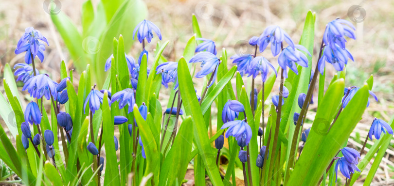Скачать Первые весенние голубые цветы подснежников крупным планом. Весна, первая зелень фотосток Ozero