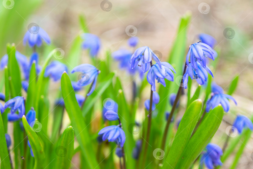 Скачать Первые весенние голубые цветы подснежников крупным планом. Весна, первая зелень фотосток Ozero