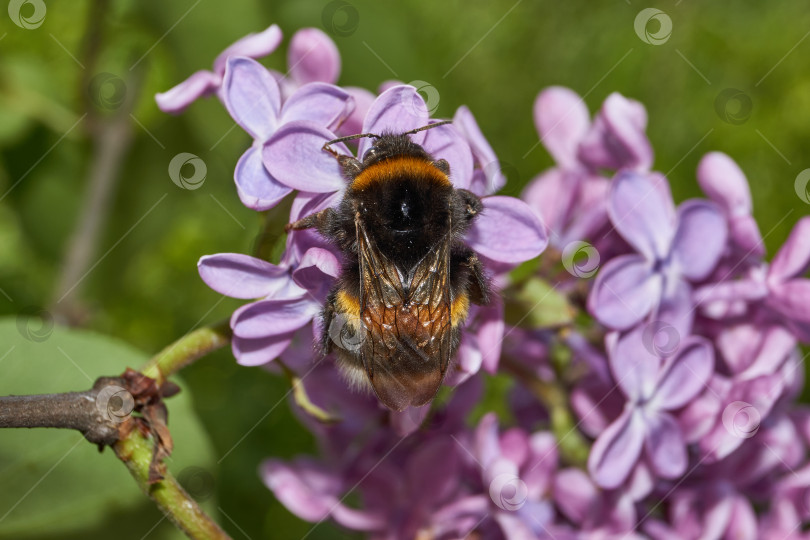 Скачать Шмель собирает пыльцу и нектар с цветков сирени. фотосток Ozero