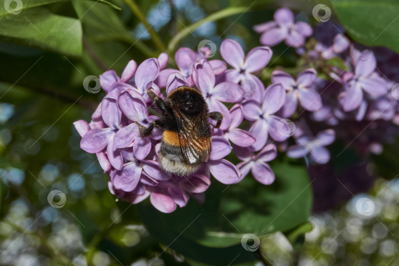 Скачать Шмель собирает пыльцу и нектар с цветков сирени. фотосток Ozero