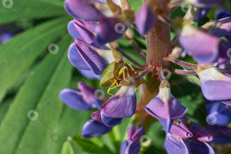 Скачать Люпин цветет на лужайке в саду. фотосток Ozero