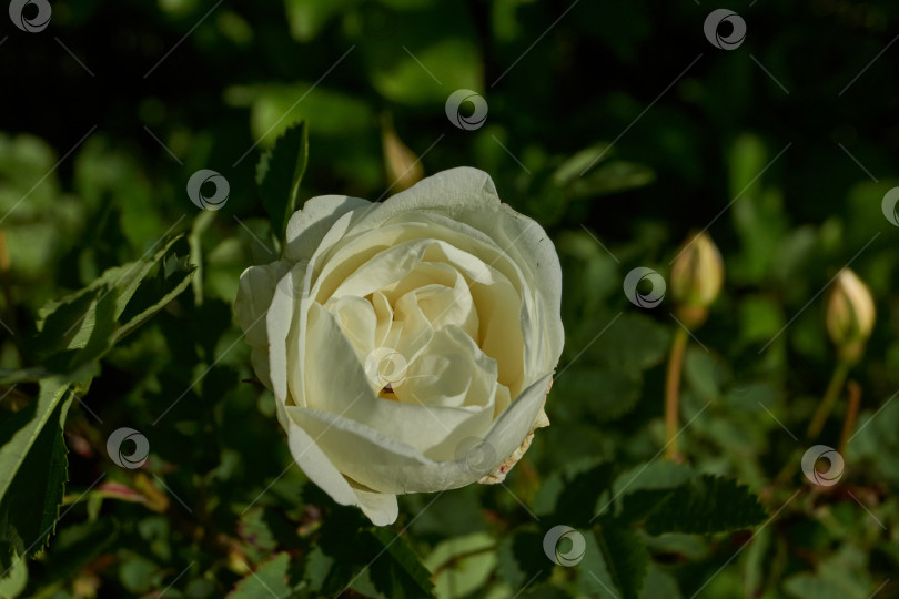 Скачать В саду цветет белый шиповник. фотосток Ozero