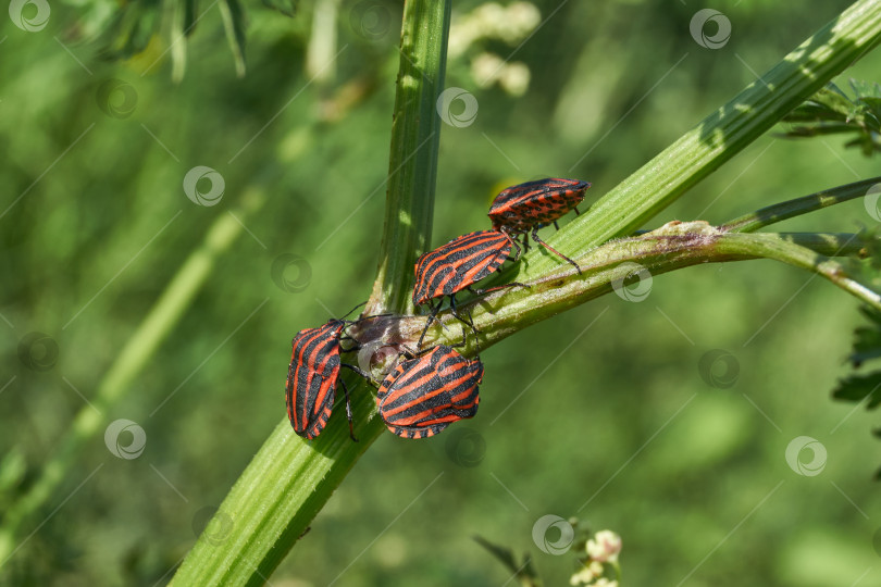 Скачать Щитовник линейный, или полосатая графосома, ползает по растениям в саду. фотосток Ozero