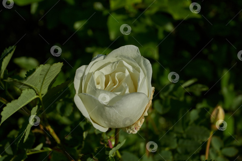 Скачать В саду цветет белый шиповник. фотосток Ozero