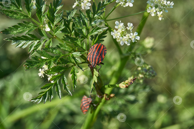 Скачать Щитовник линейный, или полосатая графосома, ползает по растениям в саду. фотосток Ozero