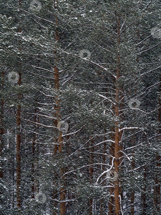 Скачать Зимний естественный ритмичный фон с заснеженными высокими соснами. Ветви деревьев раскинулись в стороны. Вид сверху. фотосток Ozero