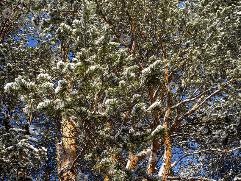 Скачать Крупный план сосновых веток с заснеженной хвоей. Зимний естественный солнечный фон с сосной. фотосток Ozero