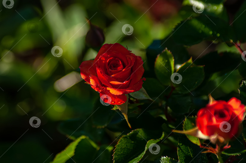 Скачать Цветок розы на фоне размытых красных бутонов на кустах в саду. фотосток Ozero