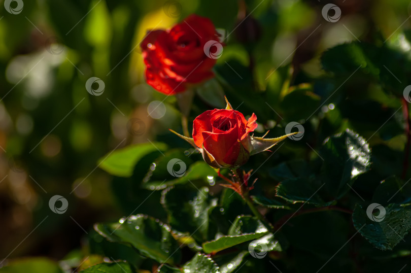 Скачать Цветок розы на фоне размытых красных бутонов на кустах в саду. фотосток Ozero
