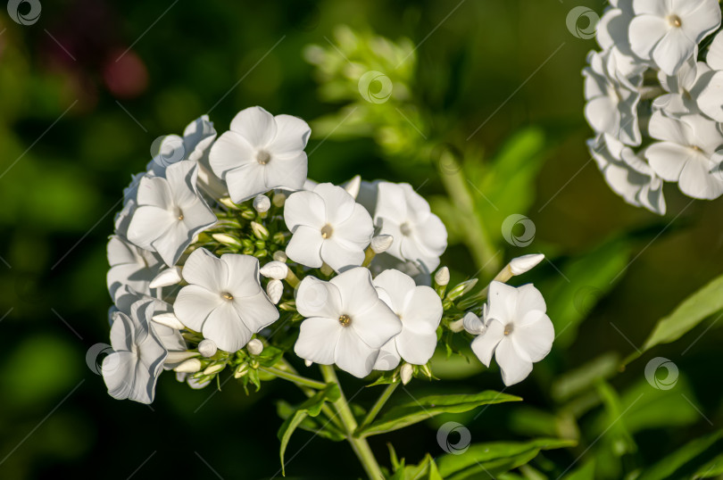 Скачать Красивые цветы в яркий солнечный летний день фотосток Ozero