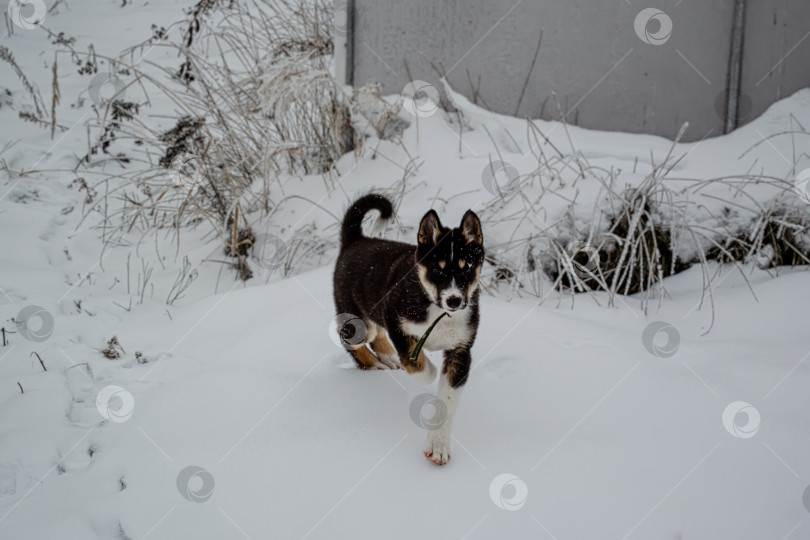 Скачать Щенок хаски играет в снегу фотосток Ozero