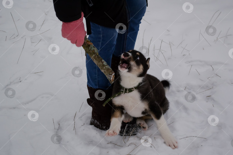 Скачать Щенок хаски играет в снегу фотосток Ozero