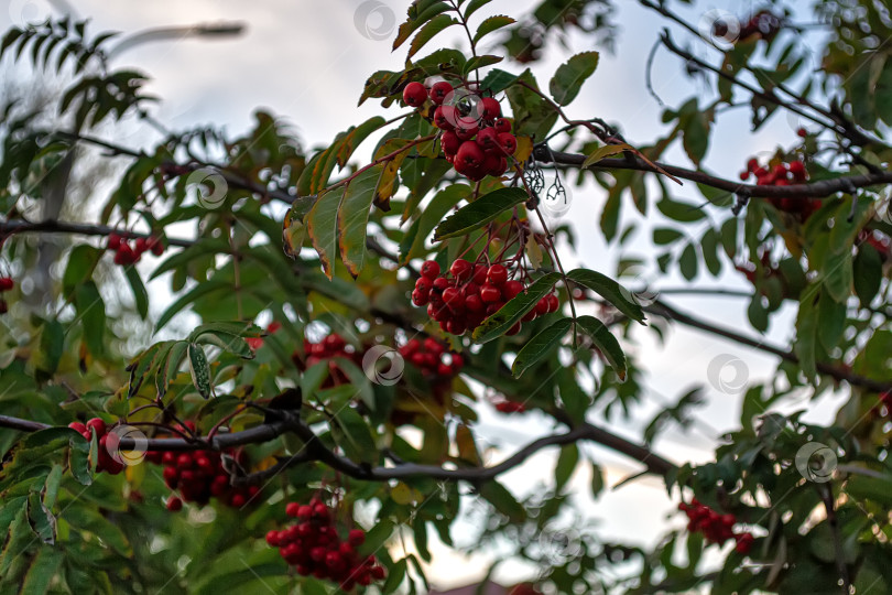 Скачать Спелые ягоды рябины и разноцветные листья рябины осенью. Лекарственное растение. Красота природы. Осенний фон. фотосток Ozero