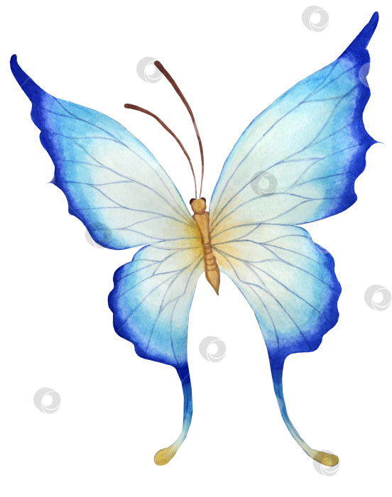 Скачать Голубая бабочка фотосток Ozero