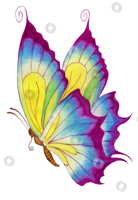 Скачать фиолетовая бабочка фотосток Ozero