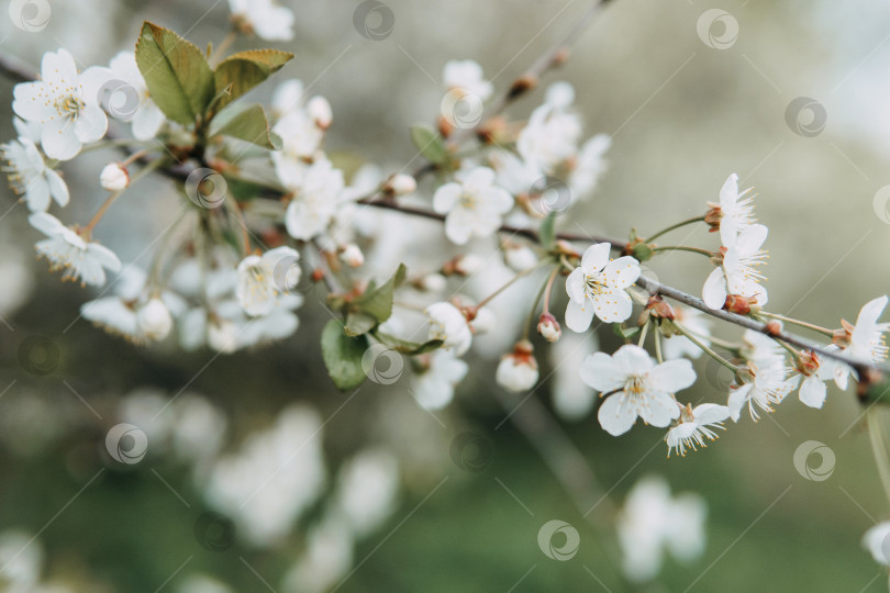 Скачать Цветущие ветви вишни с белыми цветами крупным планом, на фоне весенней природы. Макросъемка растительности крупным планом с глубиной резкости. фотосток Ozero