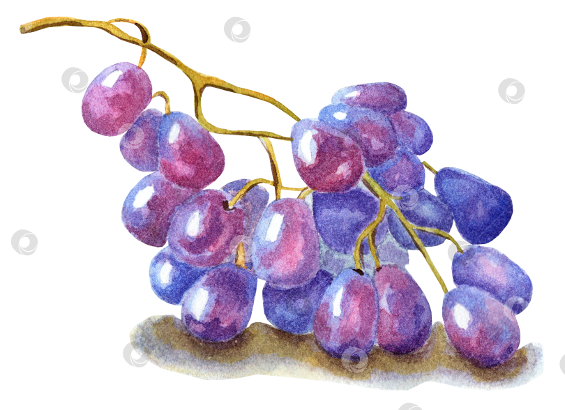 Скачать гроздь винограда фотосток Ozero