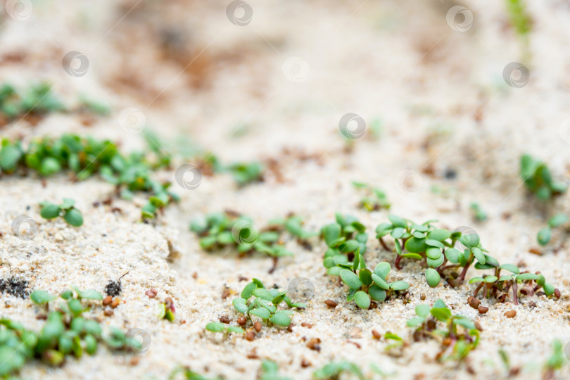 Скачать Проросшие семена газона крупным планом на песчаном клевере фотосток Ozero