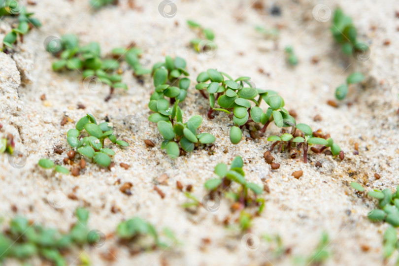 Скачать Проросшие семена газона крупным планом на песчаном клевере фотосток Ozero
