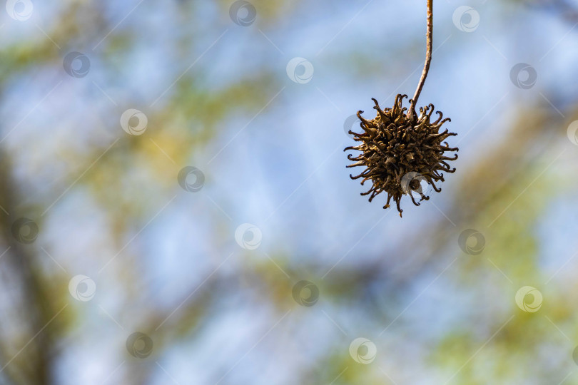 Скачать Коричневый колючий шарик с семенами на дереве Стилацифлуа Ликамбара выглядит как новый коронавирус - крупная муха 2019-nKoV, covid-19. Размытый фон вечнозеленых растений на фоне голубого неба. Выборочный фокус. Место для текста фотосток Ozero